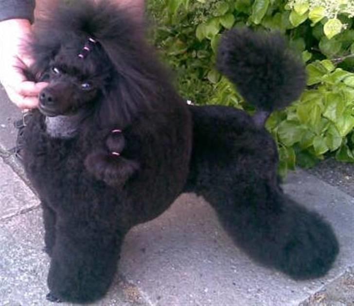 Toypuddel Black Chili Girl - Står jeg ikke flot moar? billede 4