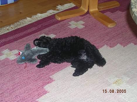 Toypuddel Black Chili Girl - IHH det er sjovt det her!! billede 5