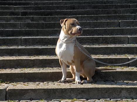 Blanding af racer Brutalis  billede 5