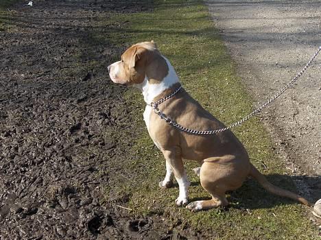 Blanding af racer Brutalis  billede 6