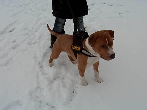 Blanding af racer Brutalis  billede 7