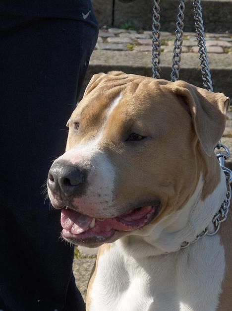 Blanding af racer Brutalis  billede 8