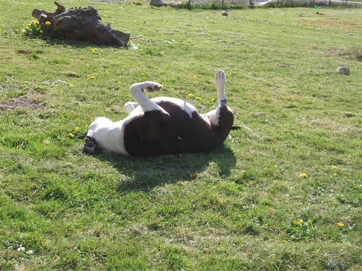 Blanding af racer Tulle død billede 15