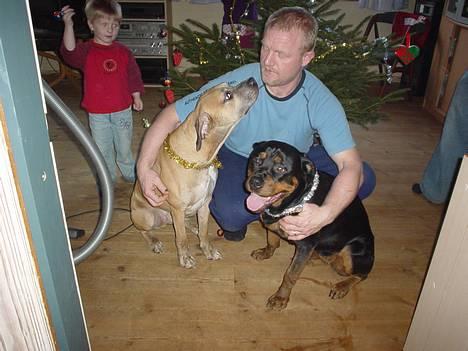 Amerikansk bulldog King billede 17