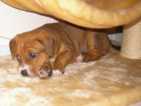 Østrigsk pinscher Lillekjær´s Lucie - Lucie 4 uger gammel billede 4