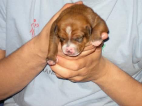 Østrigsk pinscher Lillekjær´s Lucie - Lucie 4 dage gammel billede 5