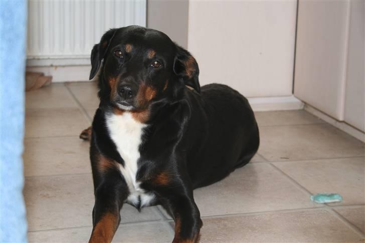 Østrigsk pinscher Lillekjær´s Lucie - Min mor Georgia, som bor sammen med os billede 6