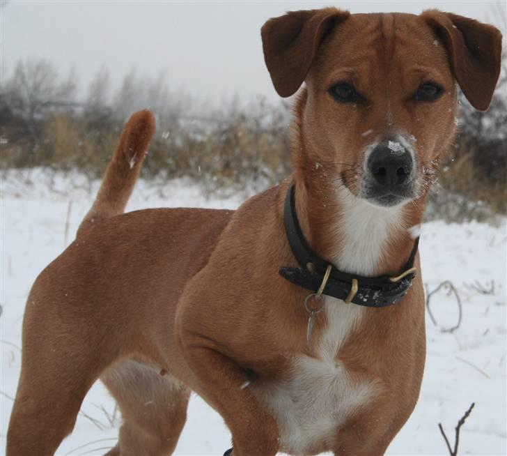 Østrigsk pinscher Lillekjær´s Lucie - Januar 2009 billede 7