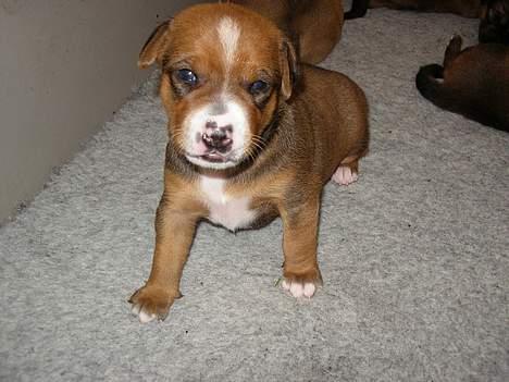 Østrigsk pinscher Lillekjær´s Lucie - Lucie har liget "fået øjene" 2 uger billede 8