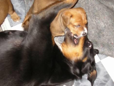 Østrigsk pinscher Lillekjær´s Lucie billede 9