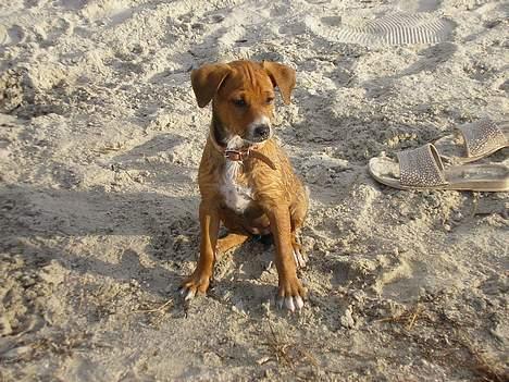 Østrigsk pinscher Lillekjær´s Lucie - Lucies første tur på stranden 7½ uge billede 10