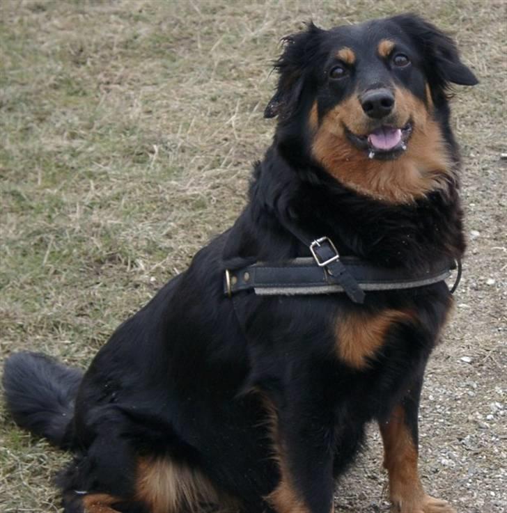 Østrigsk pinscher Lillekjær´s Lucie - Min smukke faster Freya, som også bor hos os - hun er nu 10 år billede 11