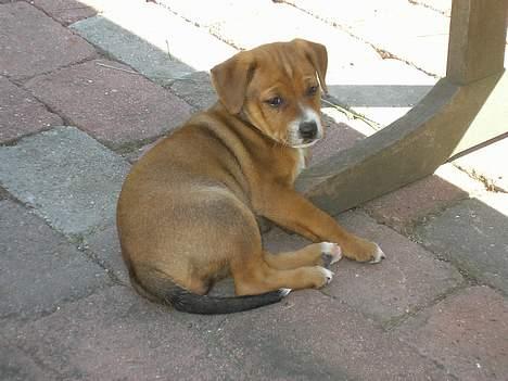 Østrigsk pinscher Lillekjær´s Lucie billede 12