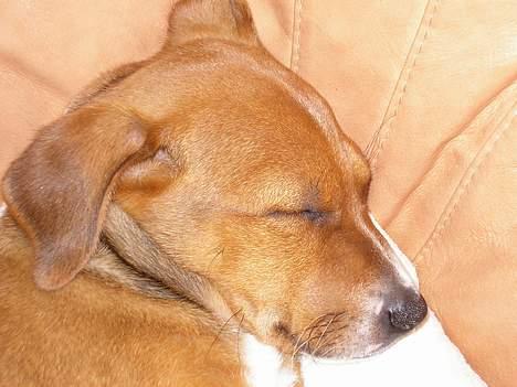 Østrigsk pinscher Lillekjær´s Lucie billede 13