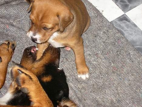 Østrigsk pinscher Lillekjær´s Lucie - Lucie leger med sin mor, Georgia billede 14