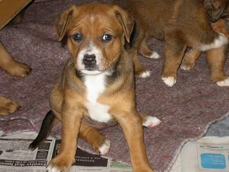 Østrigsk pinscher Lillekjær´s Lucie - Lucie 5 uger billede 15