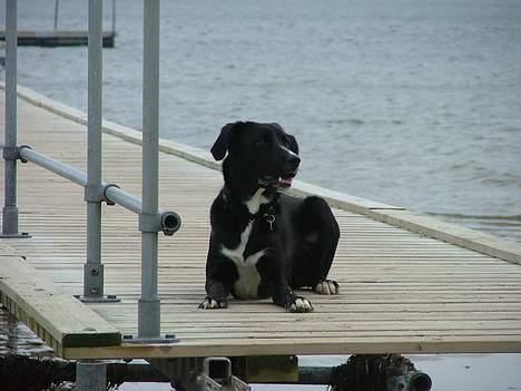 Blanding af racer Amanda - En god dag hved stranden.  billede 6