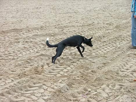 Blanding af racer Amanda - Gymnast Amanda i fuld spring. billede 7