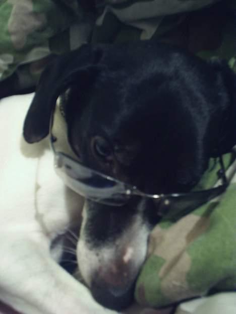 Dansk svensk gaardhund Mikki R.I.P. :´( billede 14