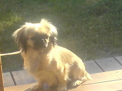 Pekingeser Chu Pow - Her, sider jeg ude i haven og tager sol ;D billede 1