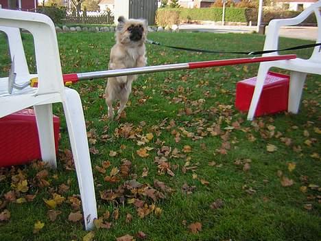 Pekingeser Chu Pow - ej kan den ikke blive højrer den er da lille hehe:) billede 2