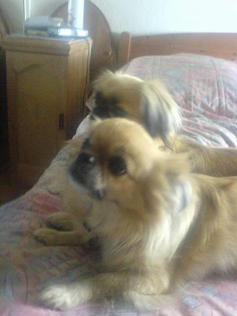 Pekingeser Chu Pow - Mig og Lady, der ligger inde i mor og far´s seng... ;D billede 3