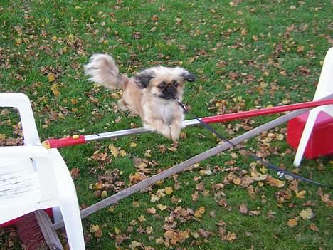 Pekingeser Chu Pow - se er jeg ikke god det sys jeg i vert fald selv:) billede 5