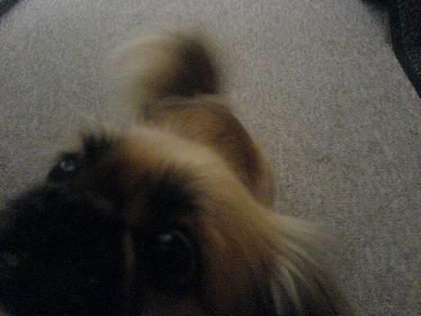 Pekingeser Chu Pow - her kigger jeg lige ind i Julia mobil, i mens hun tager et billede :D <3  billede 6