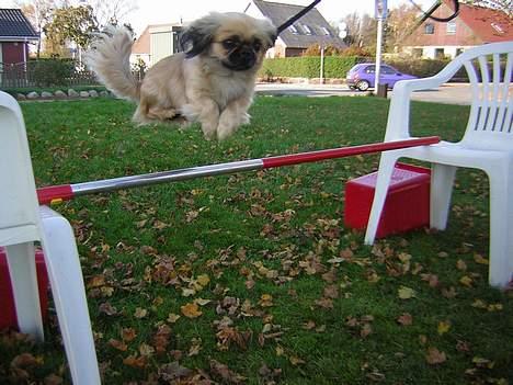 Pekingeser Chu Pow - det her er det bedste billede af mig der springer  billede 7