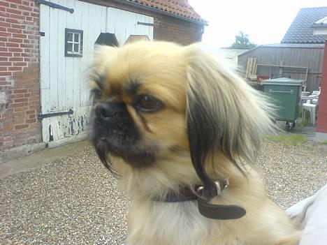 Pekingeser Chu Pow - Jeg fik øje på en hund ude på vejen, så mor fik lige fat i mig, øvvv (=  billede 8