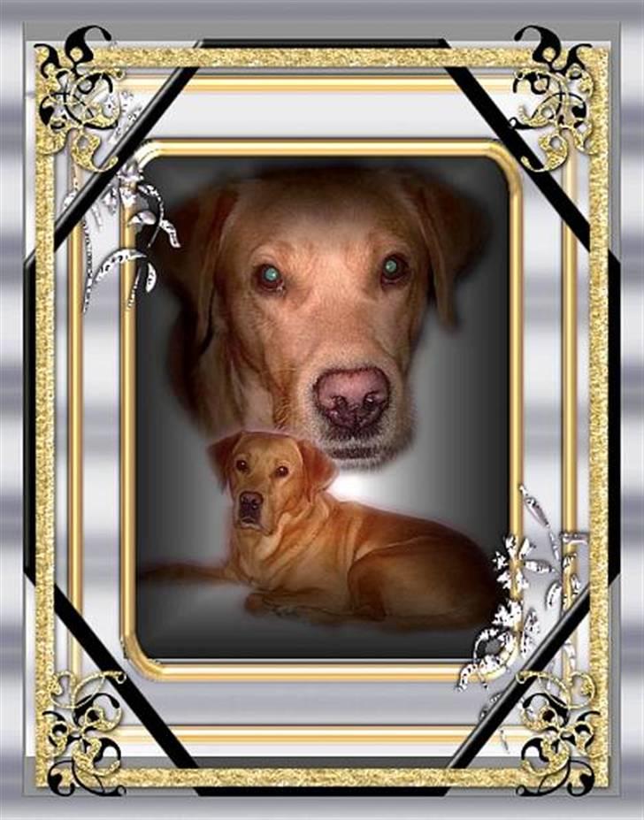 Labrador retriever Tiggie - se det er min far jeg leger med billede 1