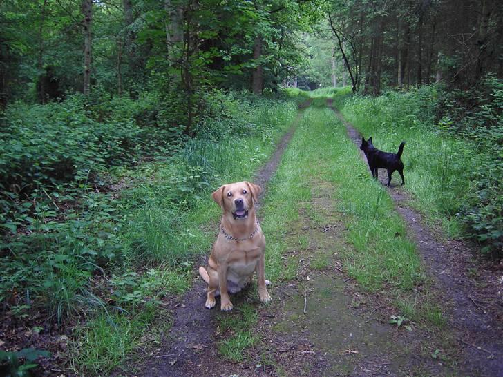 Labrador retriever Tiggie - morrrrrrrrr kommer du billede 2