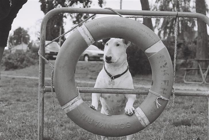 Bullterrier Dizzy fik fred 15.10.08 - Smukke Dizzy:-) billede 1