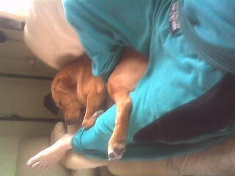 Labrador retriever Tiggie - nå ja så deler jeg min sofa med far , det er nu også hyggeligt billede 3