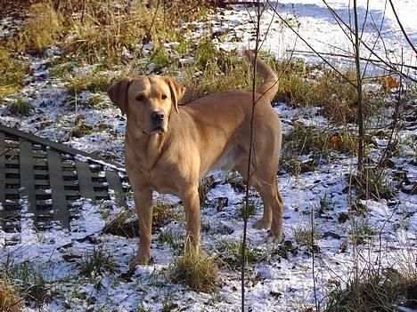 Labrador retriever Tiggie - hej her står jeg i den første sne vi fik siste år. gadvide om vi for noget i år billede 4