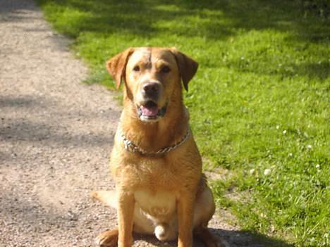 Labrador retriever Tiggie - hejsa jeg har lige været i vandet det er kanon billede 5