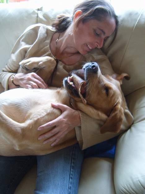 Labrador retriever Tiggie - jeg ved godt man ikke på ligge ned og spise , men ligger alså så godt billede 6