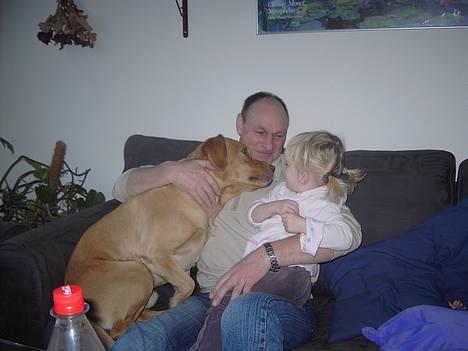 Labrador retriever Tiggie - det er nu dejlig at putte ved mor . ja ja jeg er lidt sløv nogen gange billede 7