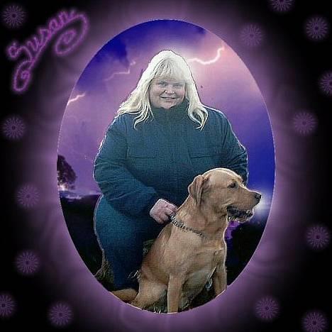 Labrador retriever Tiggie - ha ha jeg laver lidt sjov med jer ha ha  billede 8