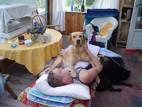 Labrador retriever Tiggie - ja ja mors gæster kan da ikke ligge og sove hele dagen, det søger jeg også for billede 9