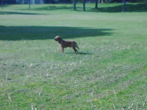Labrador retriever Tiggie - hej det her har mor også taget sidste år af mig. billede 10