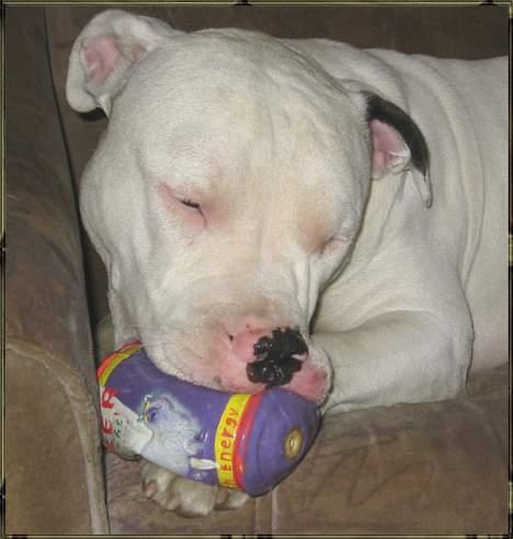 Blanding af racer Ice (Memory R.I.P.) billede 12