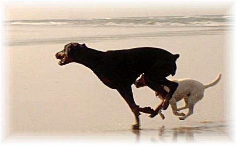 Jack russell terrier jackie - Hvem komme først. billede 9