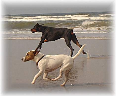 Jack russell terrier jackie - ja ja nu kommer jeg.... billede 10