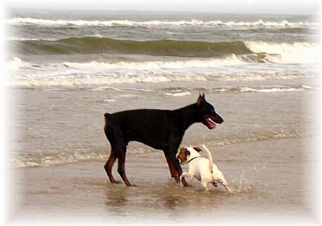 Jack russell terrier jackie - nu ikke være så fræk , selvom du er en dober... billede 11