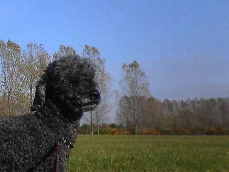 Mellempuddel bonzo billede 2