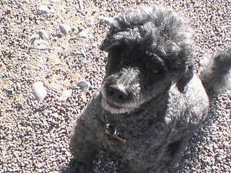 Mellempuddel bonzo billede 3