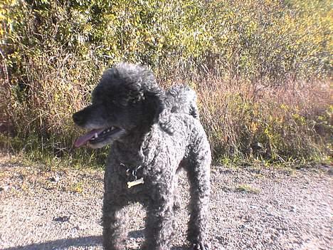 Mellempuddel bonzo billede 4