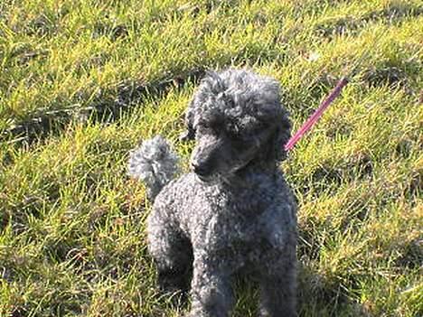 Mellempuddel bonzo billede 5