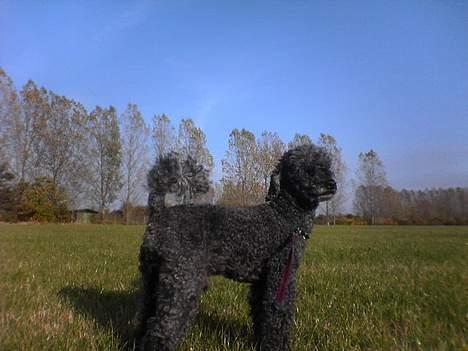 Mellempuddel bonzo billede 6